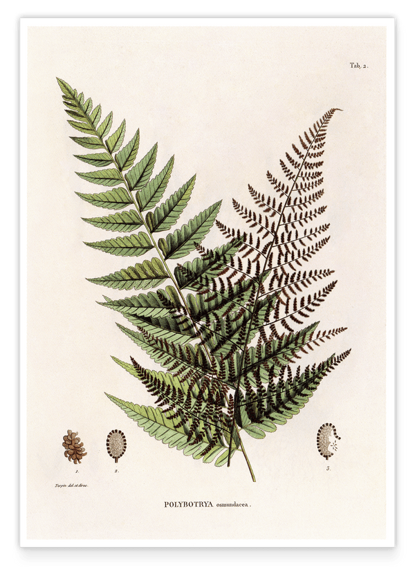 Polybotrya Osmundaceae - Zierpfeffer