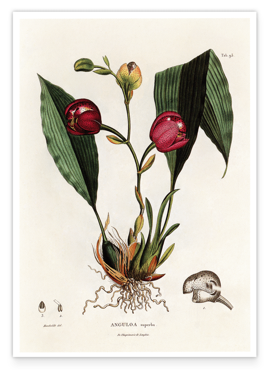 Anguloa Superba - Orchidee