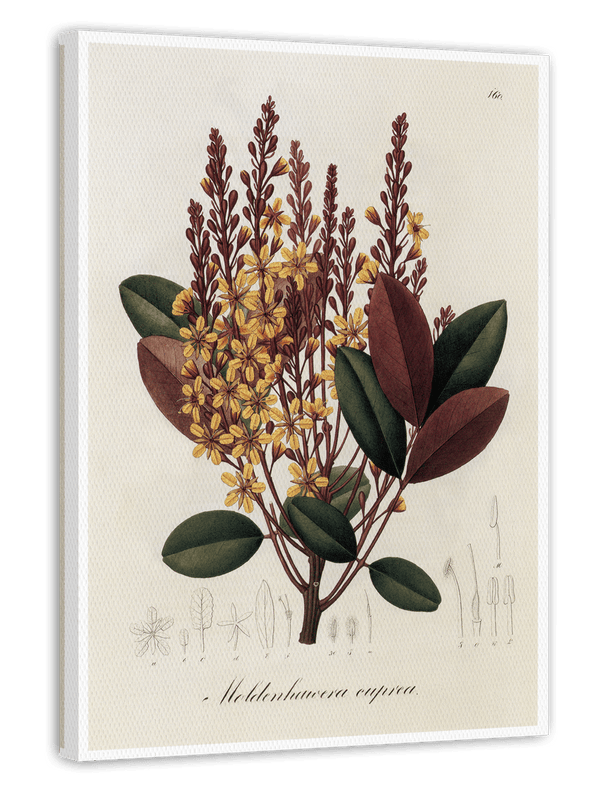 Moldenhawera Cuprea - Gelbe Blüten