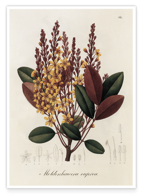 Moldenhawera Cuprea - Gelbe Blüten