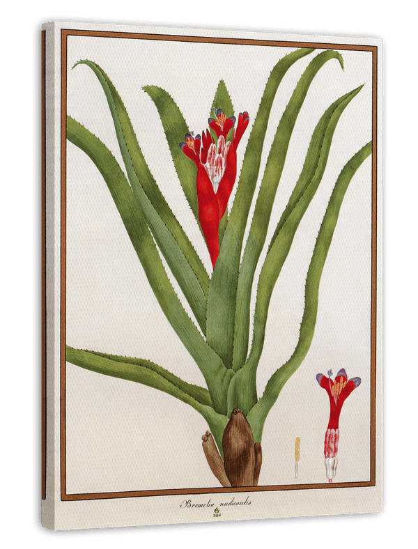 Bromelia Nudicaulis - Rote Blüte