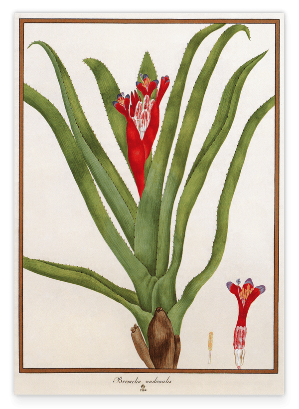 Bromelia Nudicaulis - Rote Blüte