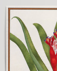 After Hover: Bromelia Nudicaulis - Rote Blüte
