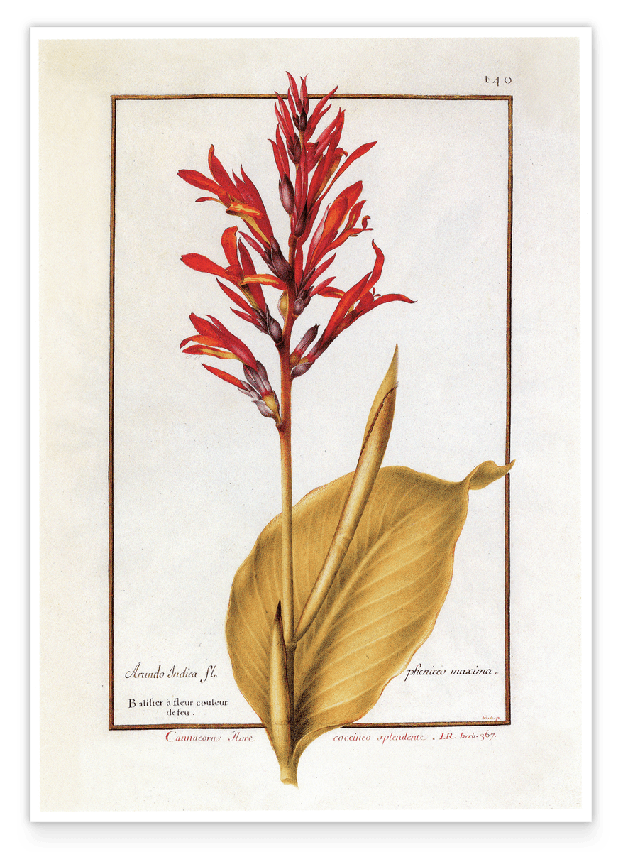 Arundo Indica - Pfahlrohr mit roten Blüten