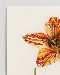 After Hover: Blume mit orangener Blüte - Lexikon Zeichnung