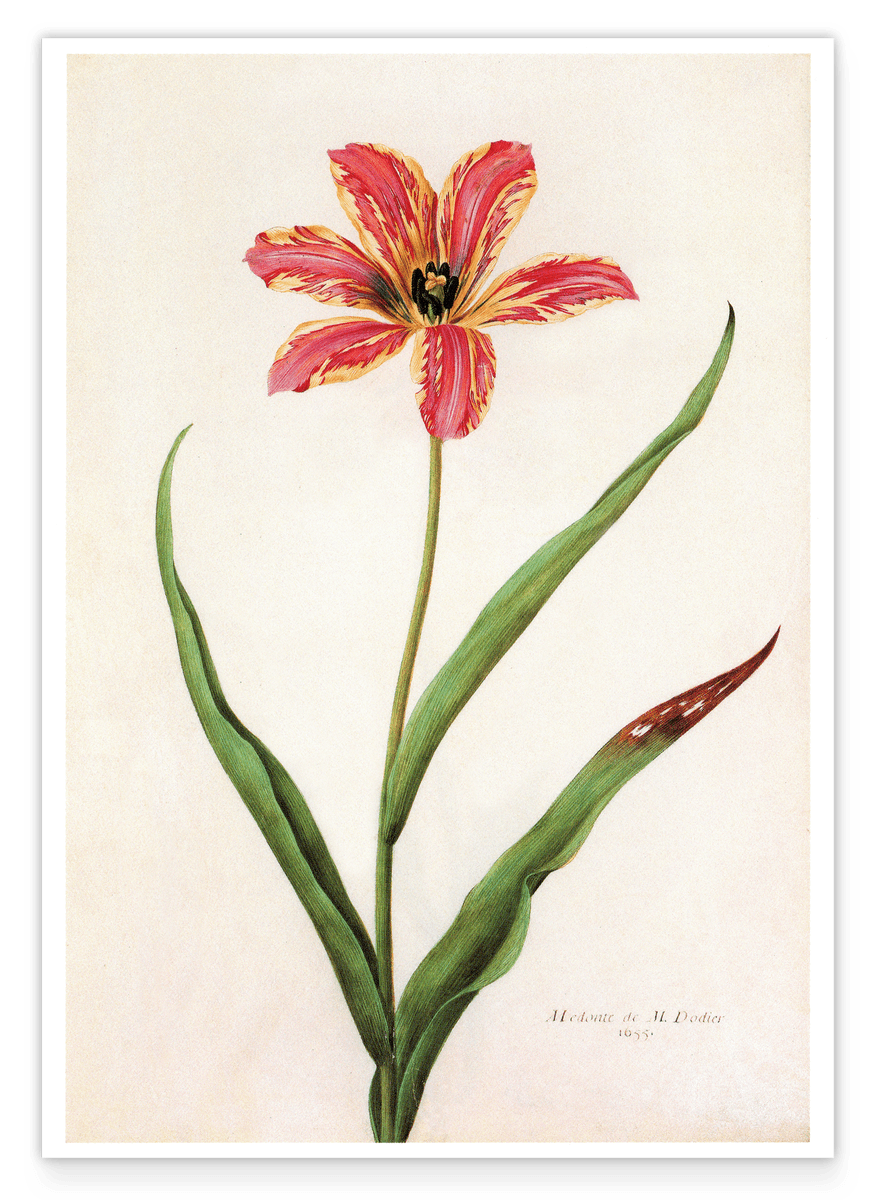 Blume mit orangenem Blüten-Muster - Botanischer Kunstdruck