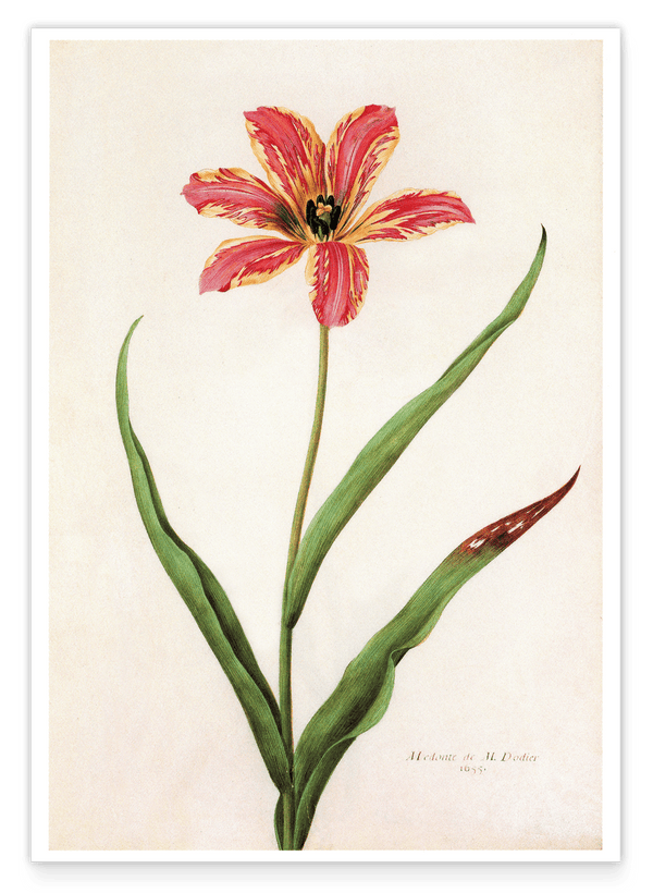 Blume mit orangenem Blüten-Muster - Botanischer Kunstdruck