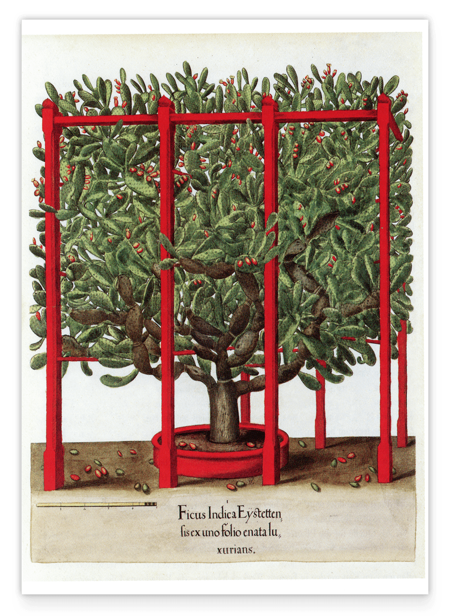 Opuntia ficus-indica - Kakteengewächs