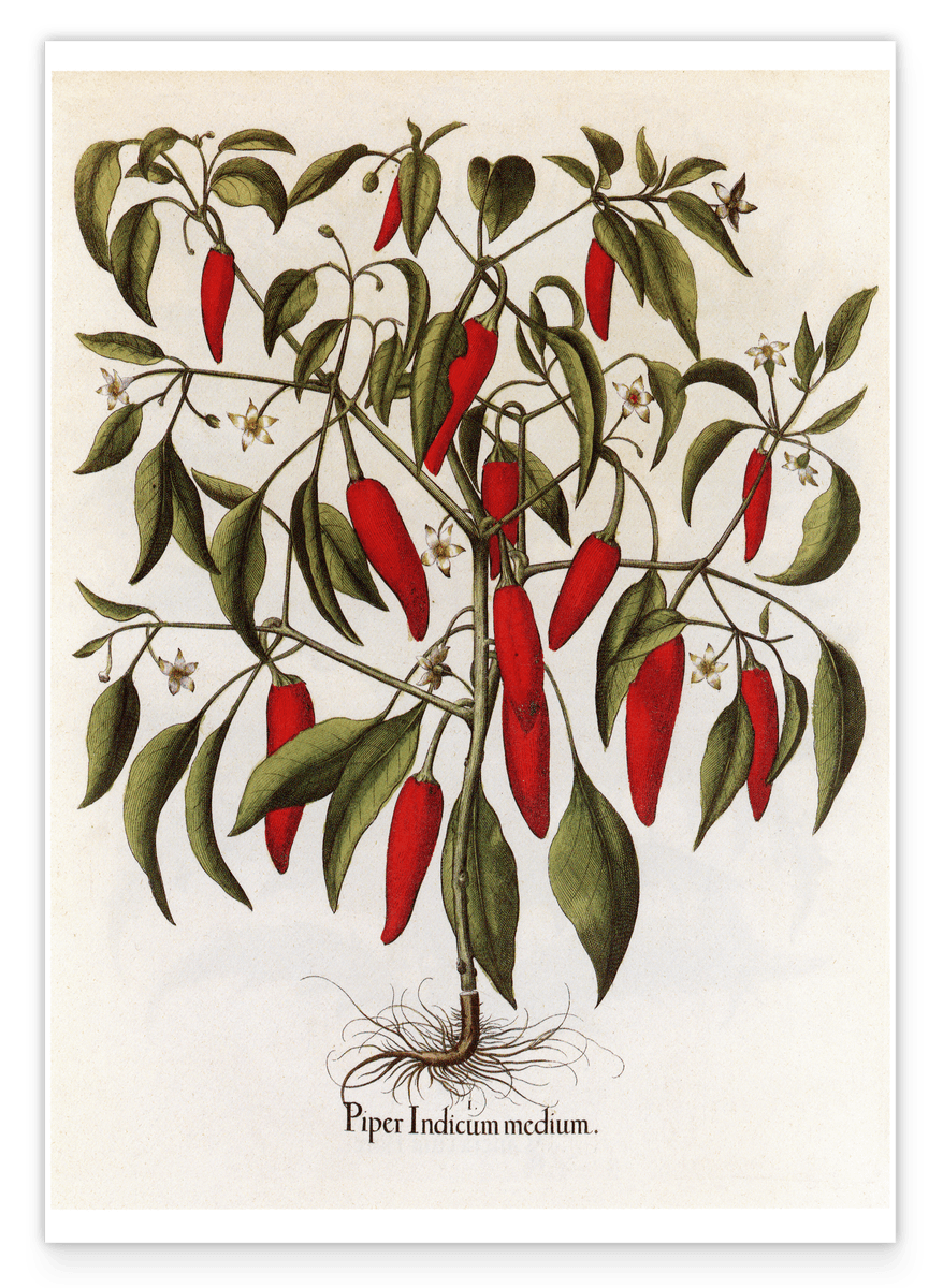 Piper Indicum Medium - Paprikagewächs