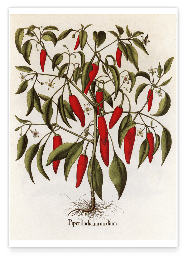 Piper Indicum Medium - Paprikagewächs