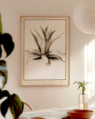After Hover: Aloe Americana - Agave