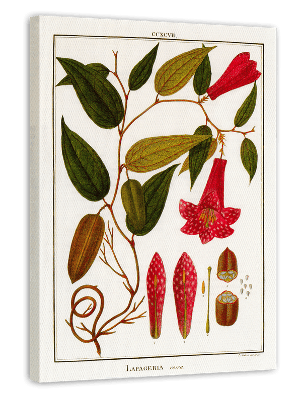 Lapageria Rosea - Chilenische Glockenblume