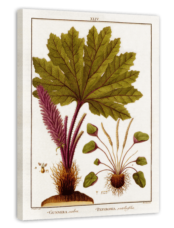 Gunnera - Mammutblatt