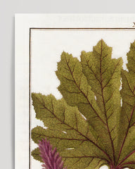After Hover: Gunnera - Mammutblatt
