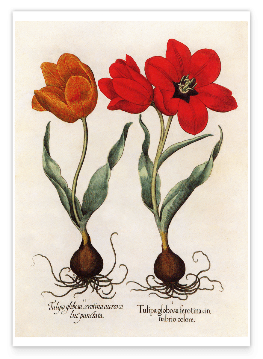 Rote Tulpen