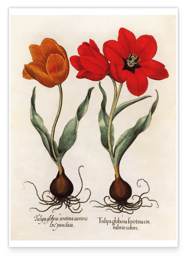 Rote Tulpen