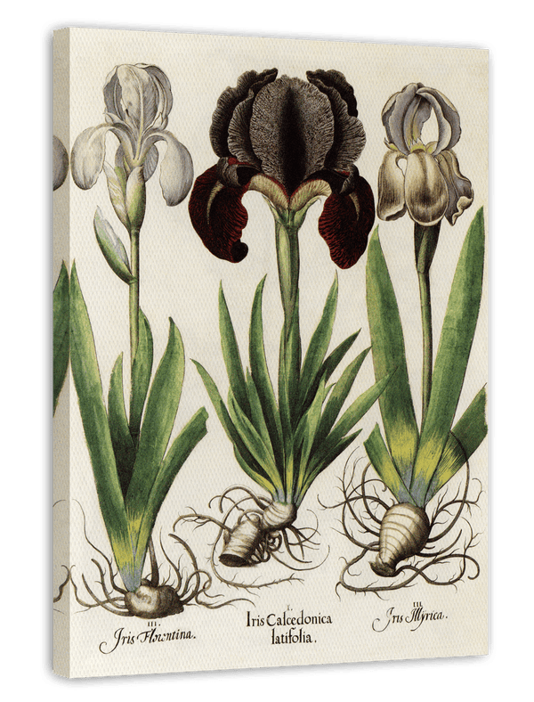 Iris-Blumen