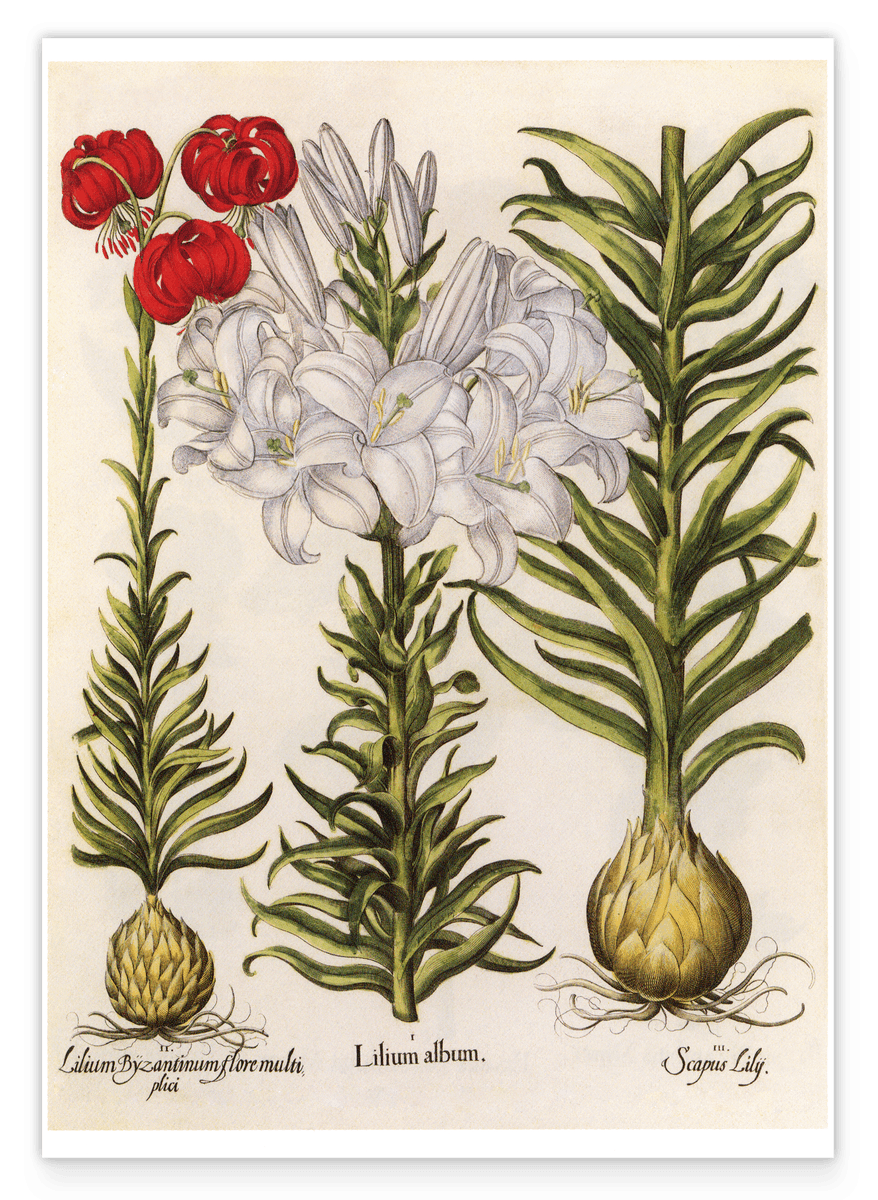 Weiße und rote Lilien