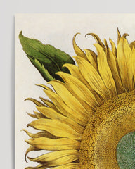 After Hover: Sonnenblume - Gelbe Blüte