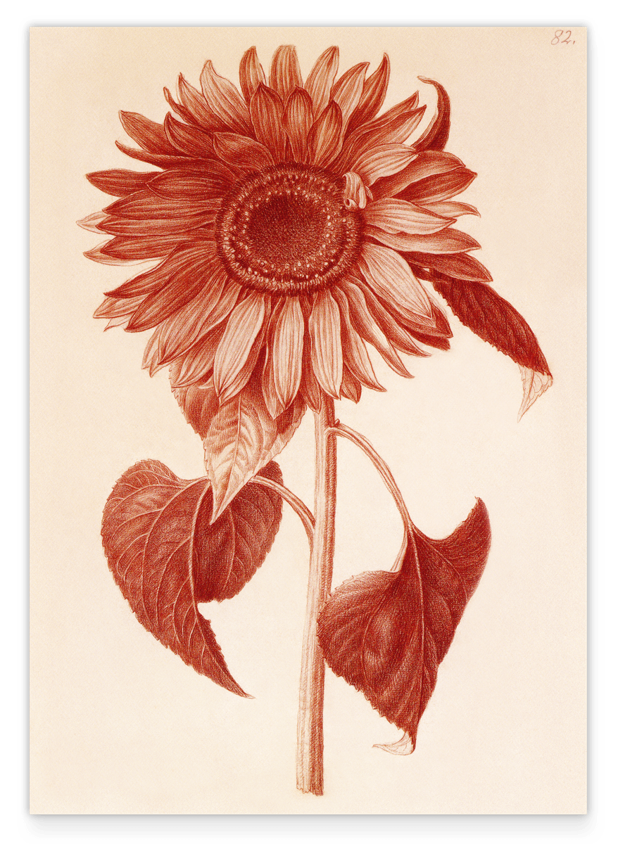 Blumenzeichnung - Sonnenblume