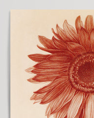 After Hover: Blumenzeichnung - Sonnenblume