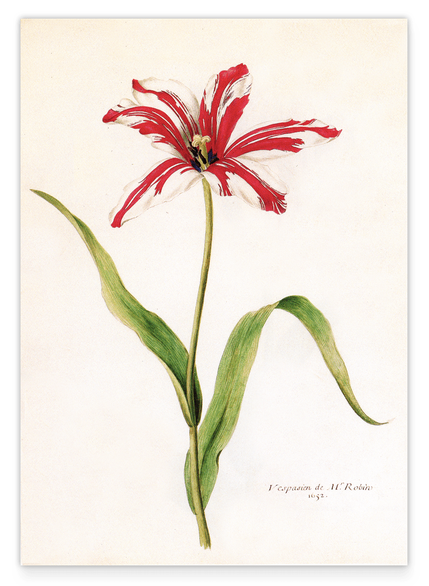 Blume Rot-Weiße Lilie