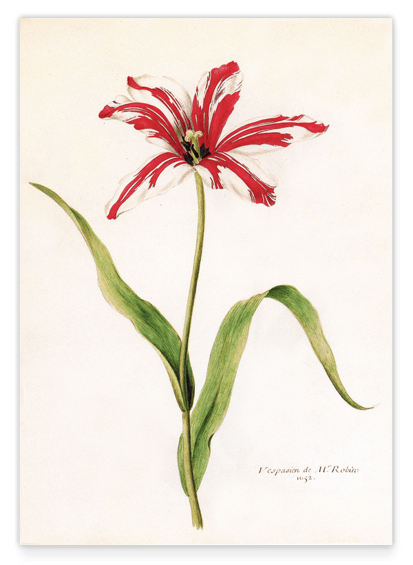 Blume Rot-Weiße Lilie
