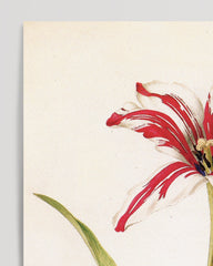 After Hover: Blume Rot-Weiße Lilie