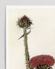 After Hover: Distel