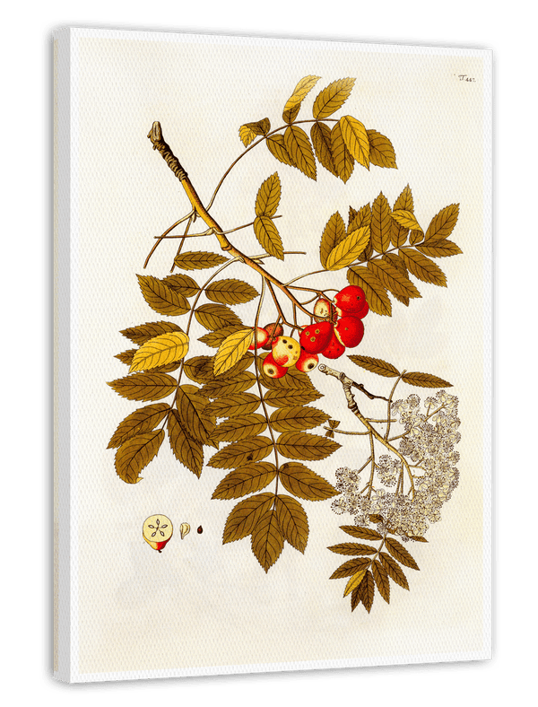 Beeren und Blüten am Zweig