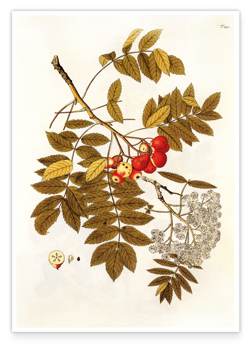 Beeren und Blüten am Zweig