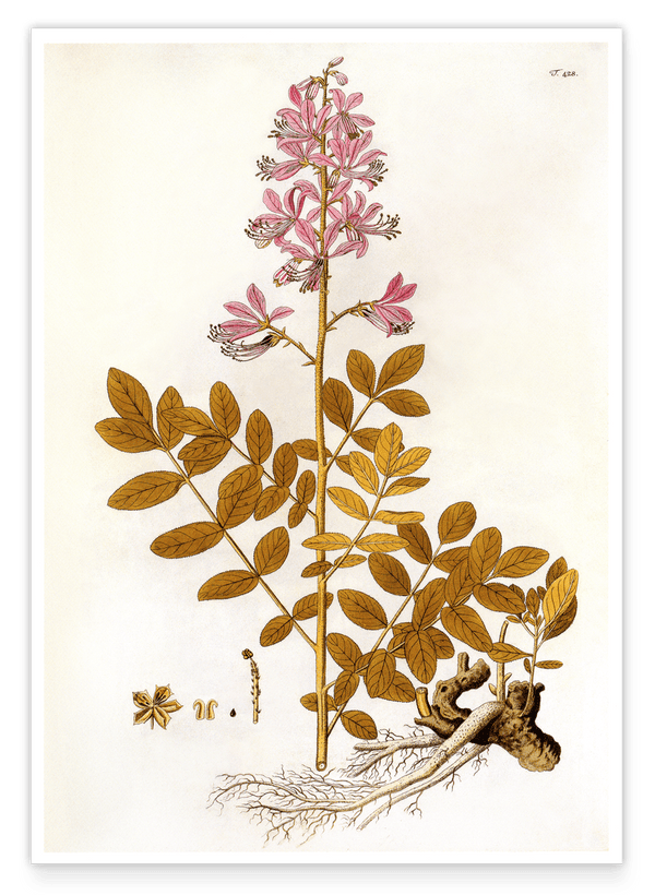Rosa Blüten