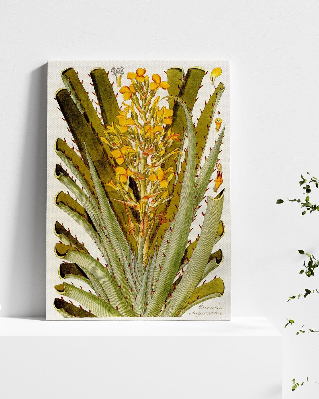 stretched-canvas