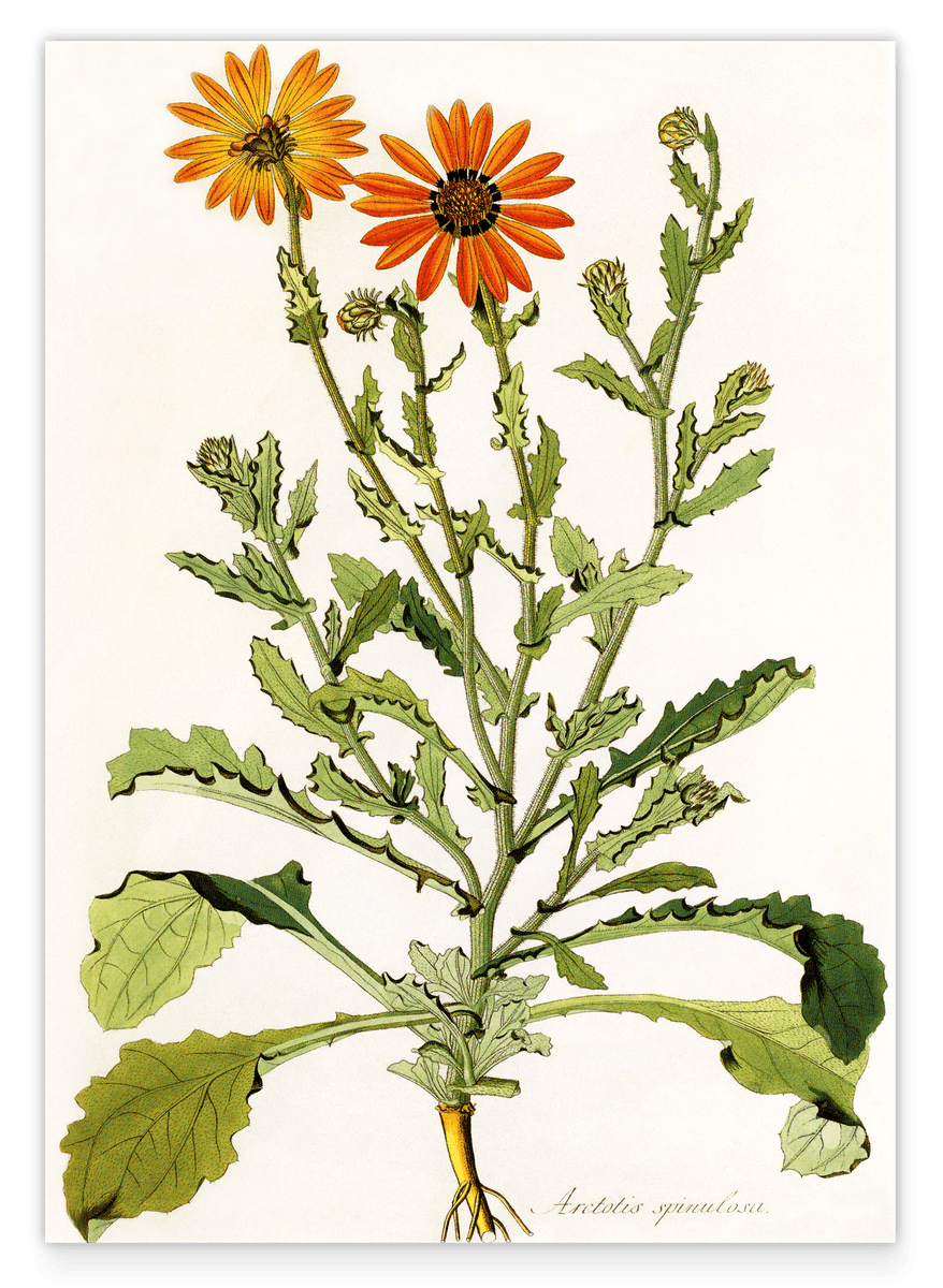 Arctotis Spinulosa - orangene Blüten