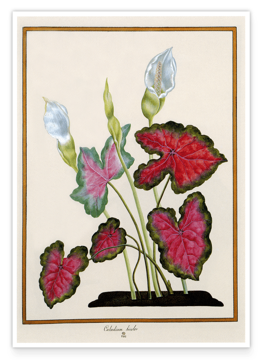 Caladium bicolor - Buntwurz mit roten Blättern