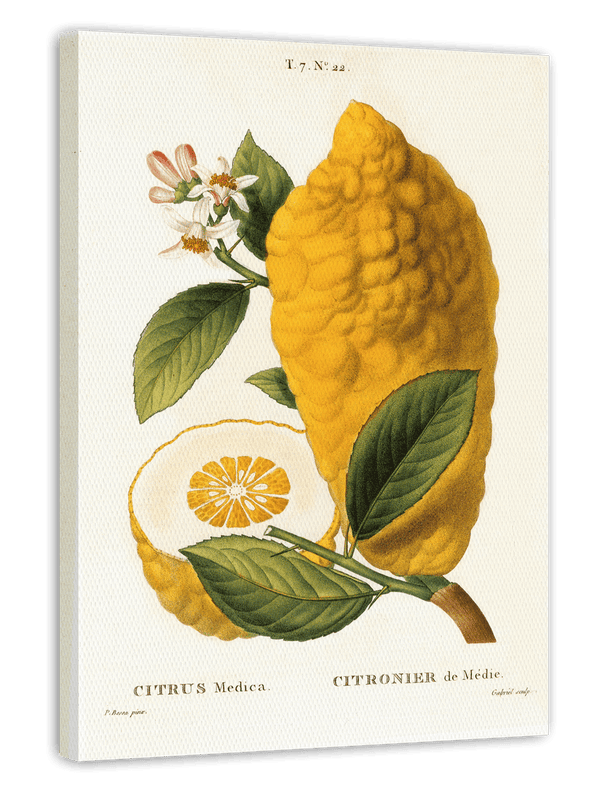 Citrus Medica - Zitrone am Zweig
