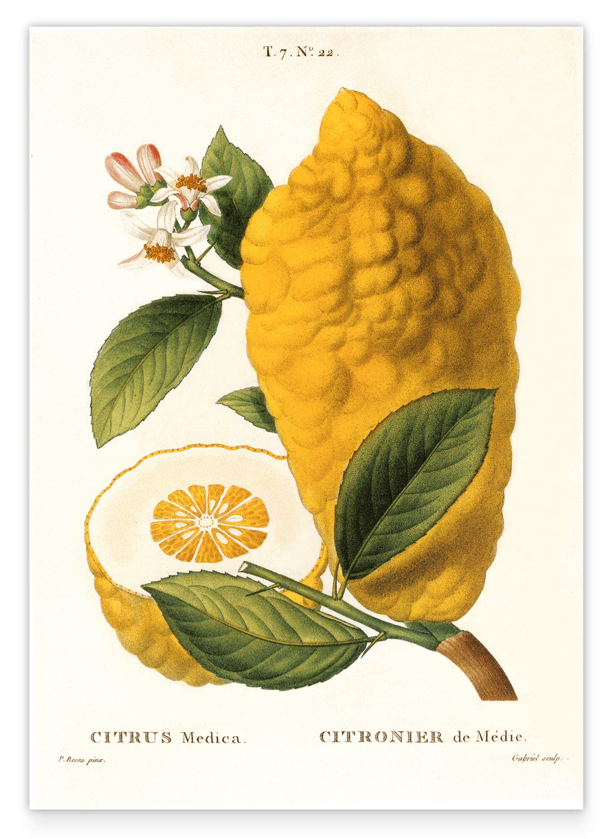 Citrus Medica - Zitrone am Zweig