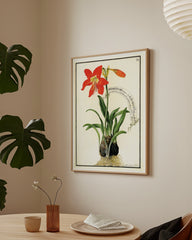 After Hover: Amaryllis - Rote Belladonnalilie