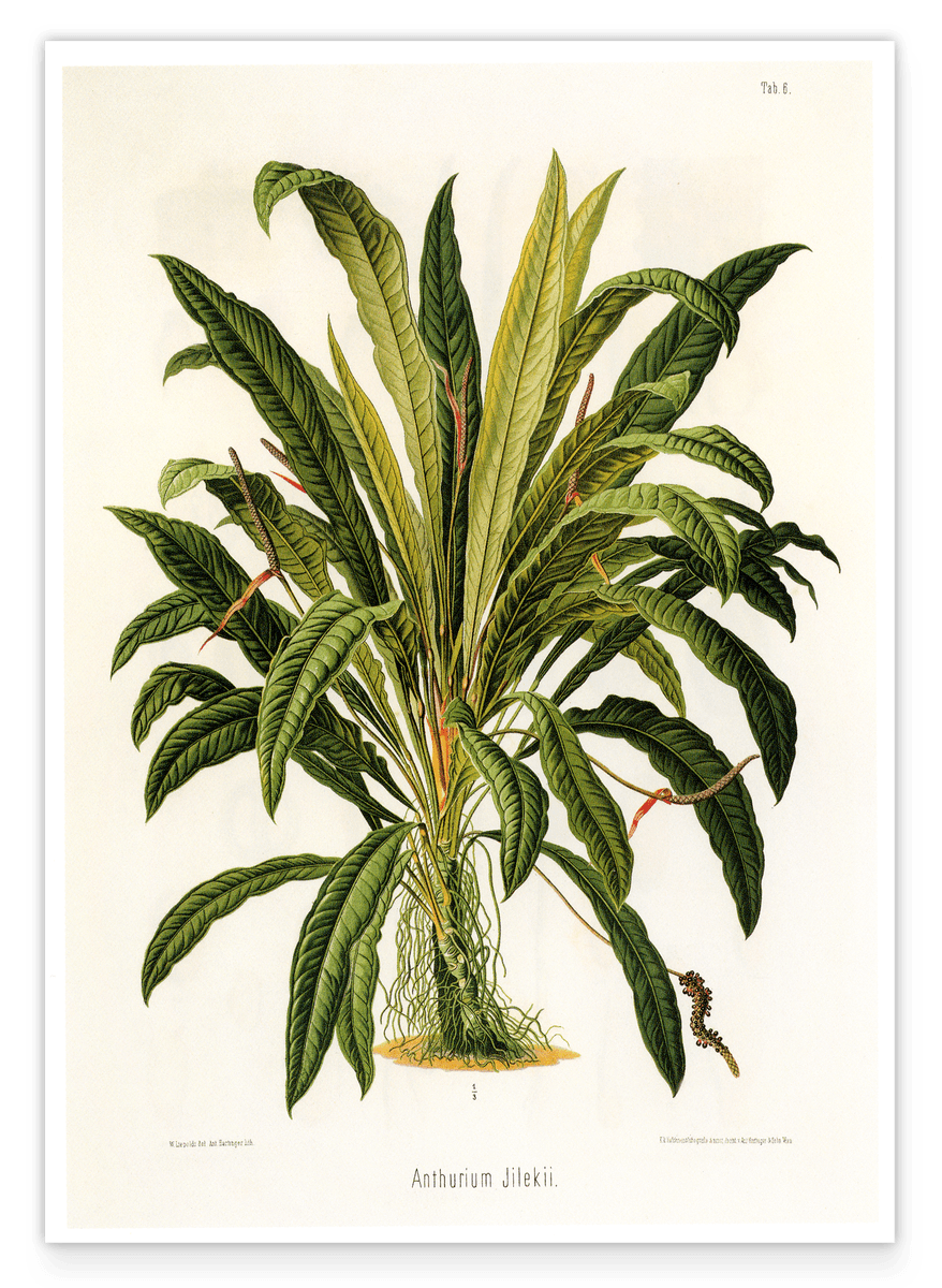 Anthurium Jilekii - Tropenpflanze
