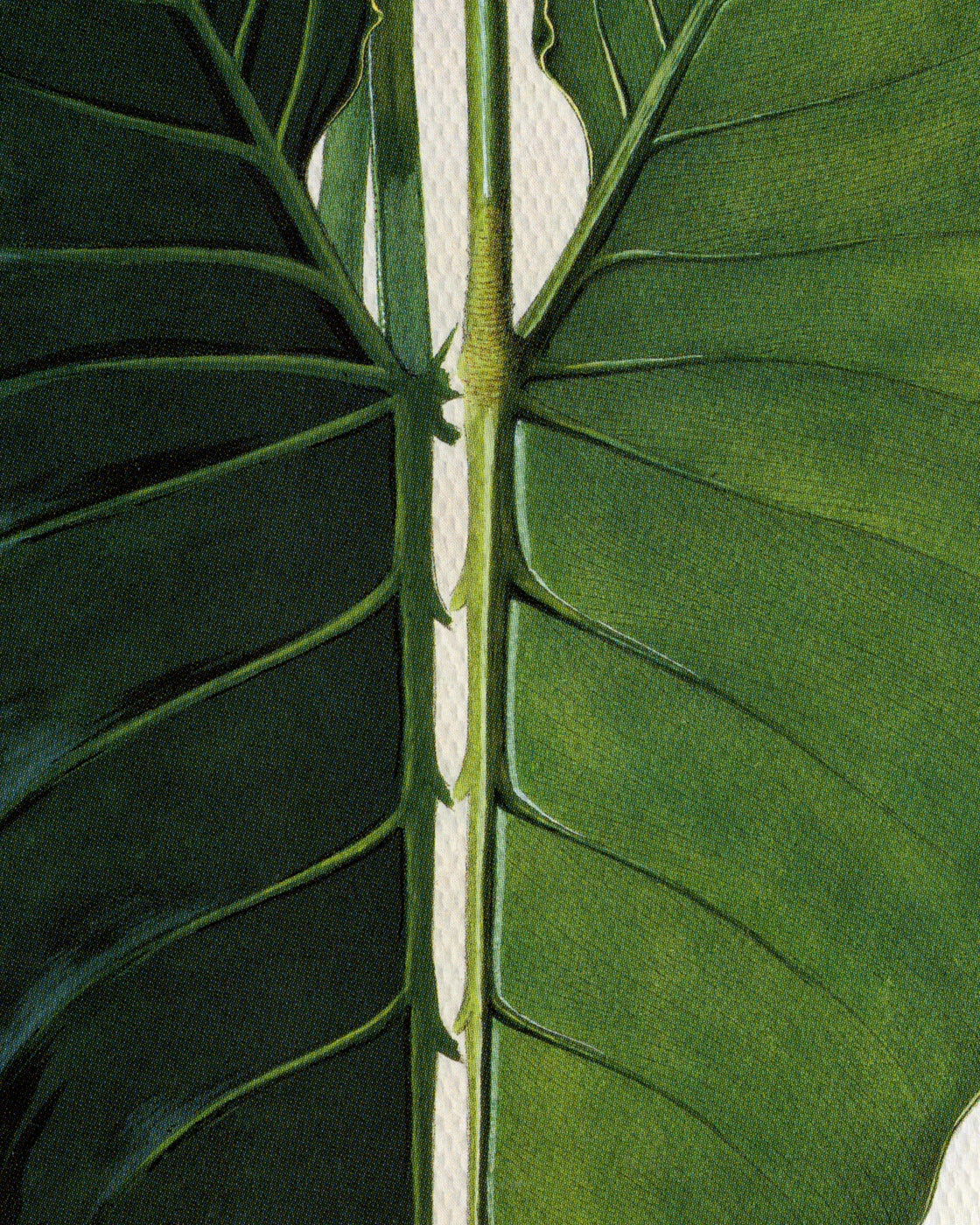 canvas