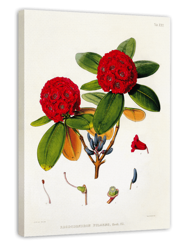 Roter Rhododendron
