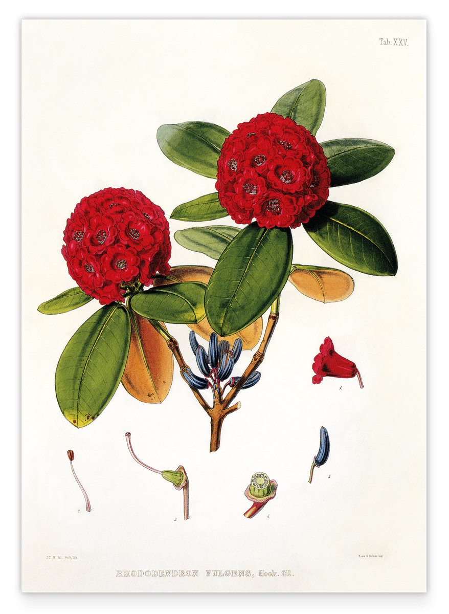 Roter Rhododendron