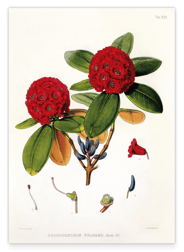 Roter Rhododendron