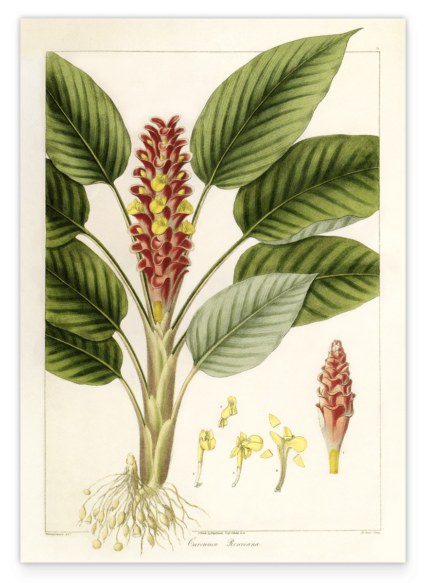 Curcuma roscoeana - Kurkuma-Pflanze