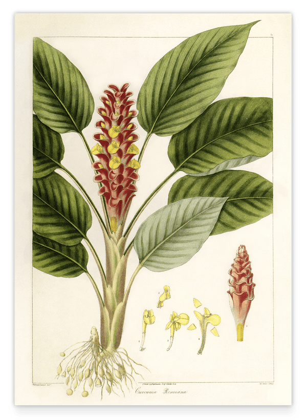 Curcuma roscoeana - Kurkuma-Pflanze