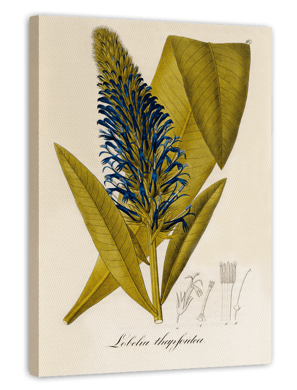 Lobelia thapsoidea - Männertreu