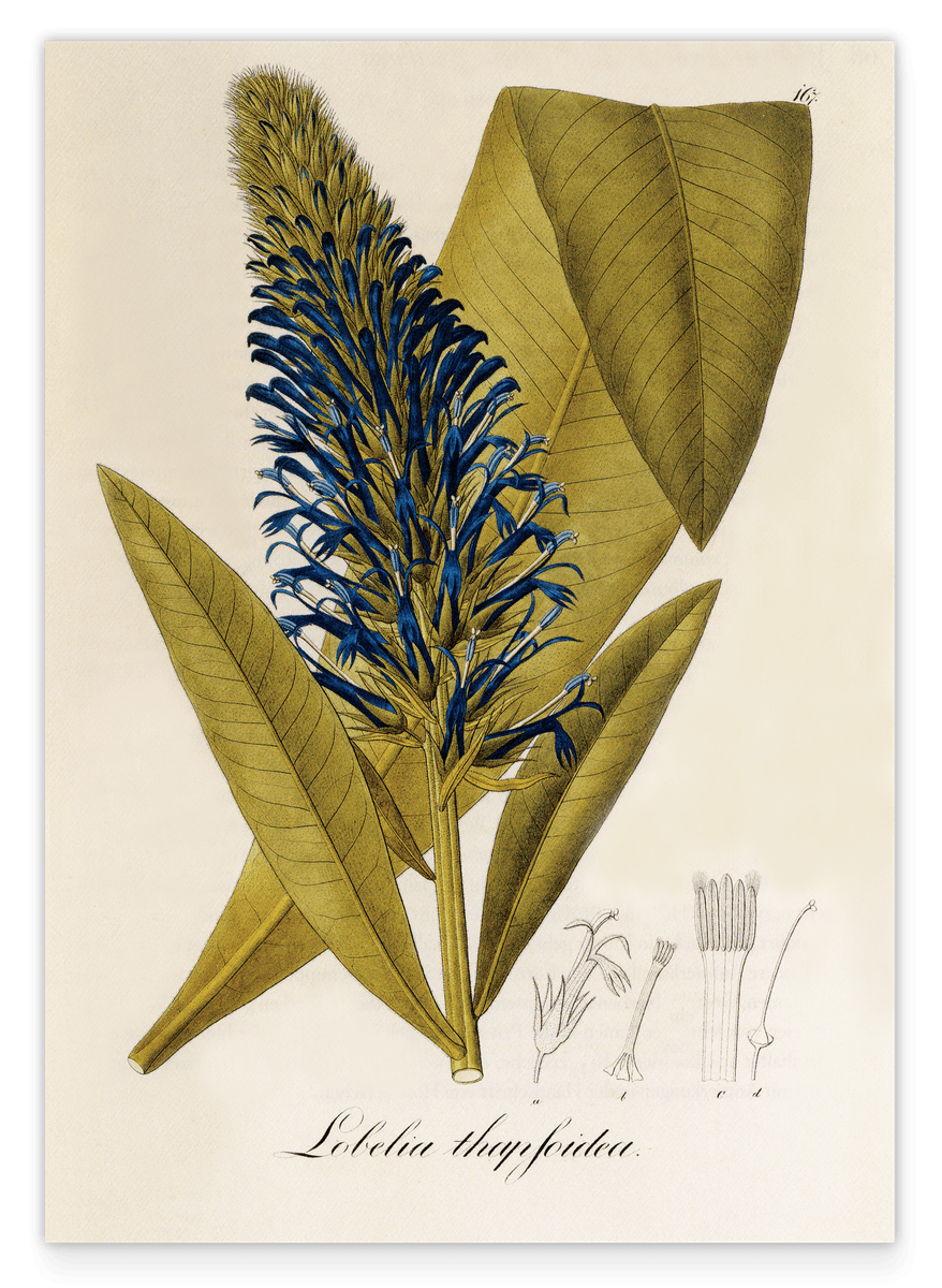Lobelia thapsoidea - Männertreu