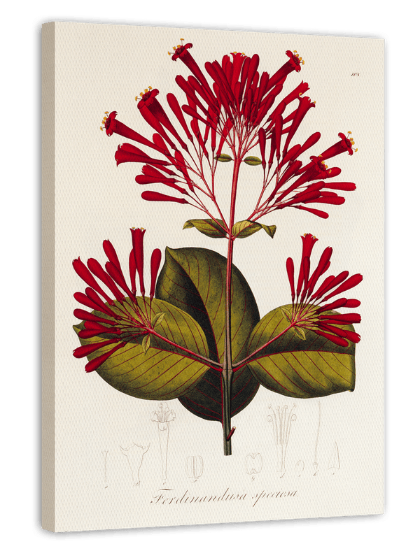 Ferdinandusa speciosa - Rötegewächs