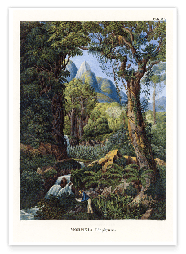 Morenia - Fruchtbare Landschaft