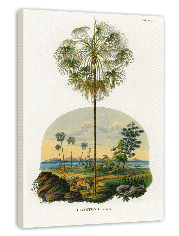Livistona - Australische Landschaft mit Palmen